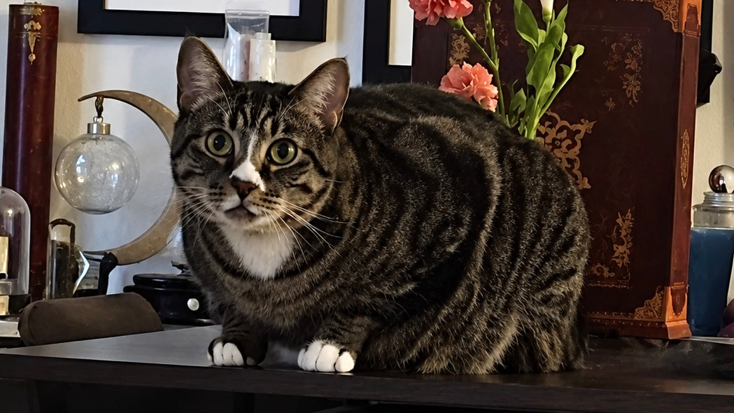 Ozzie Has Spoken: We Apparently Needed Statues