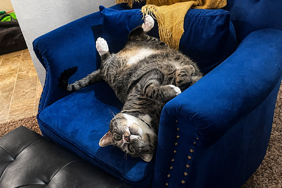 Assistant Manager Ozzie Has Filed a Formal Complaint - Thorn & Thimble