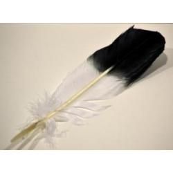 Eagle Feather – 10-12" (Imitation) – Thorn & Thimble