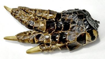 Alligator Foot (3") – Thorn & Thimble