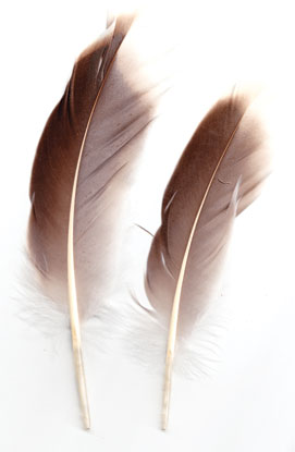 Natural Gray Goose Feather – Thorn & Thimble
