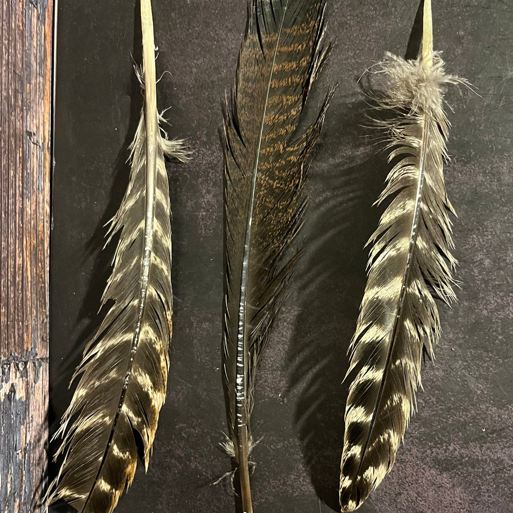 Craft-Grade Wild Turkey Feather – Thorn & Thimble