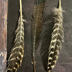 Craft-Grade Wild Turkey Feather – Thorn & Thimble