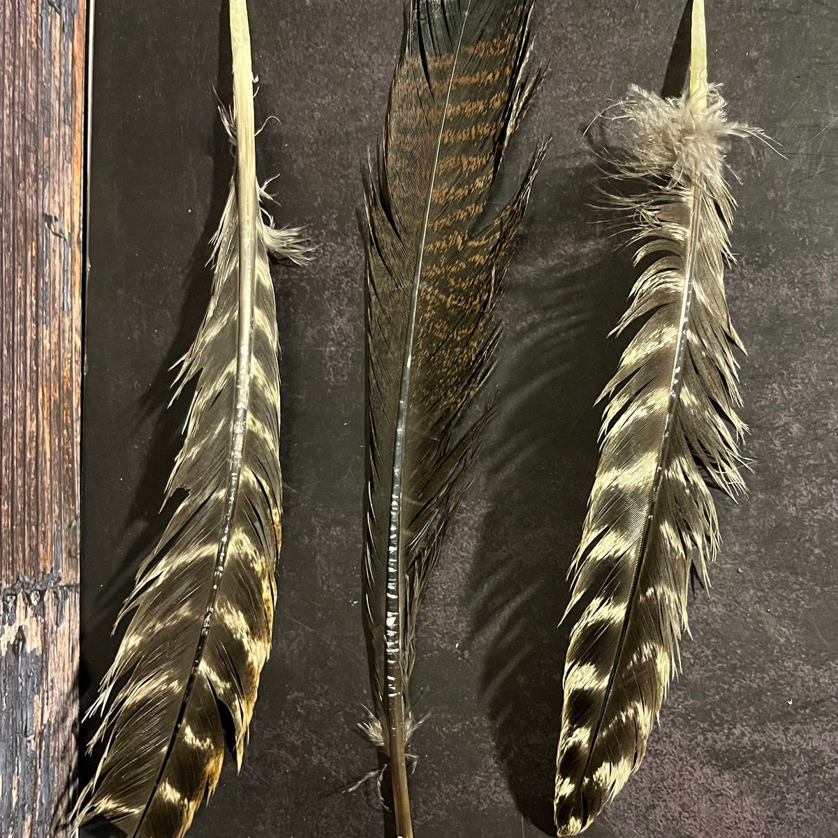 Craft-Grade Wild Turkey Feather – Thorn & Thimble