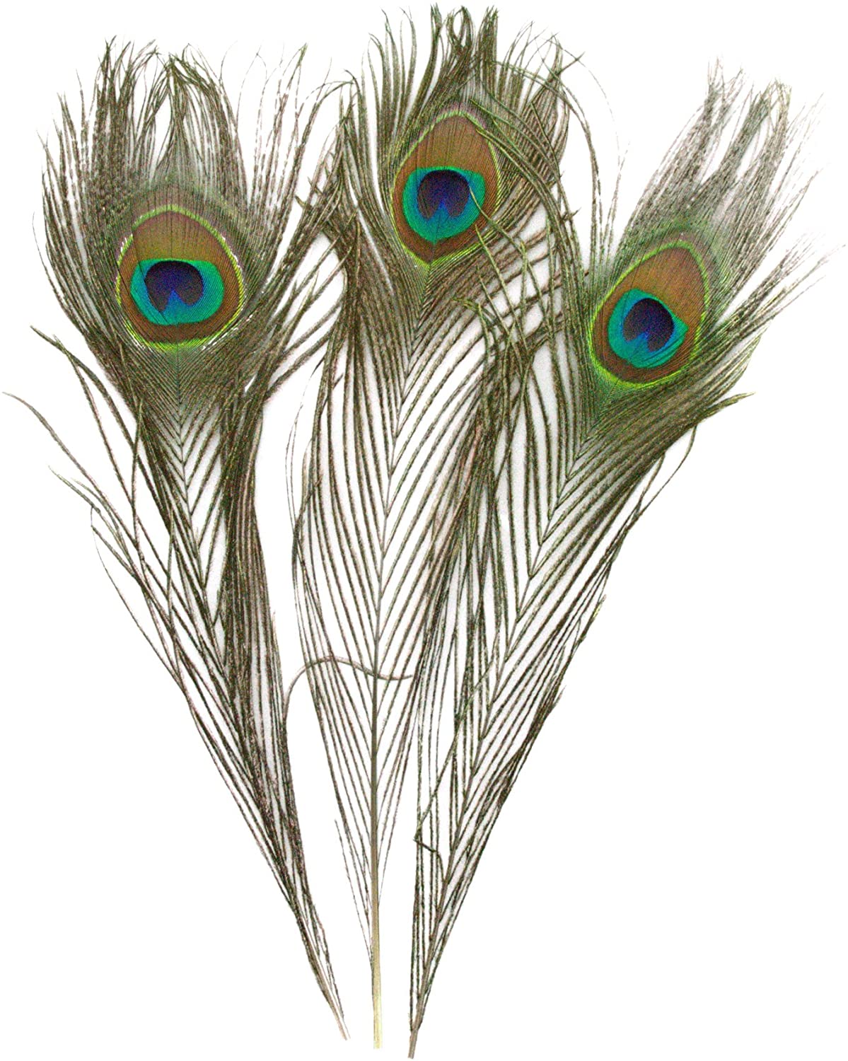 Peacock Feather – Thorn & Thimble