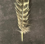 Craft-Grade Wild Turkey Feather – Thorn & Thimble