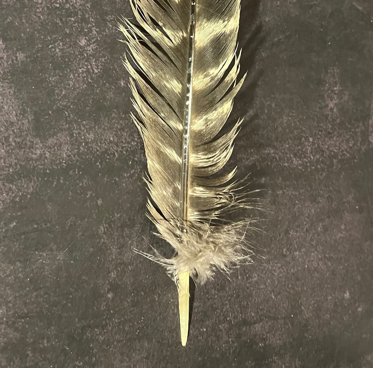 Craft-Grade Wild Turkey Feather – Thorn & Thimble