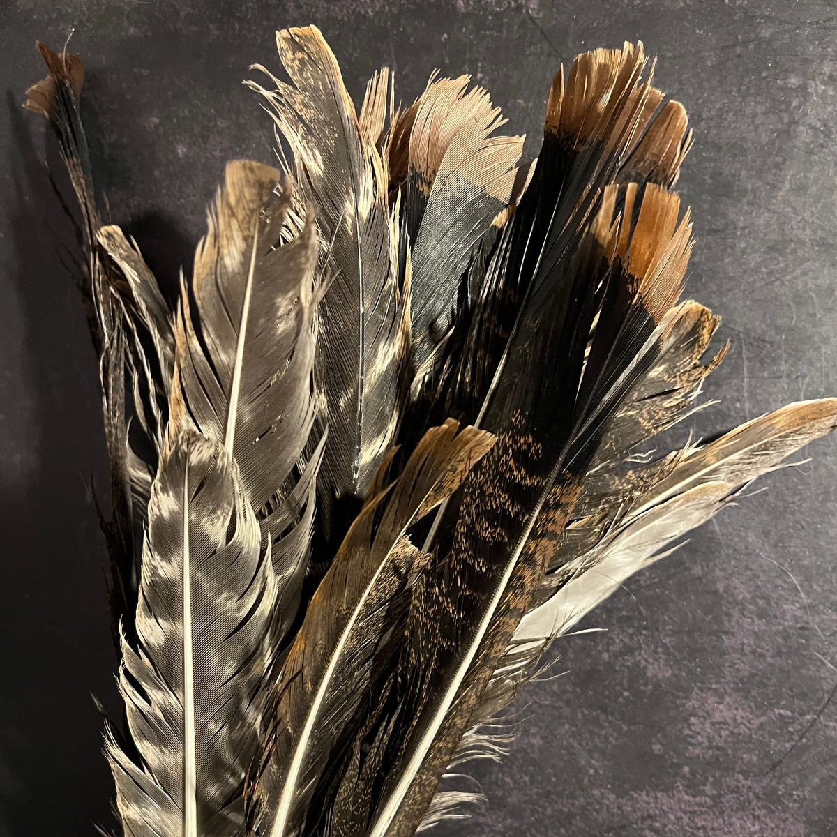 Craft-Grade Wild Turkey Feather – Thorn & Thimble