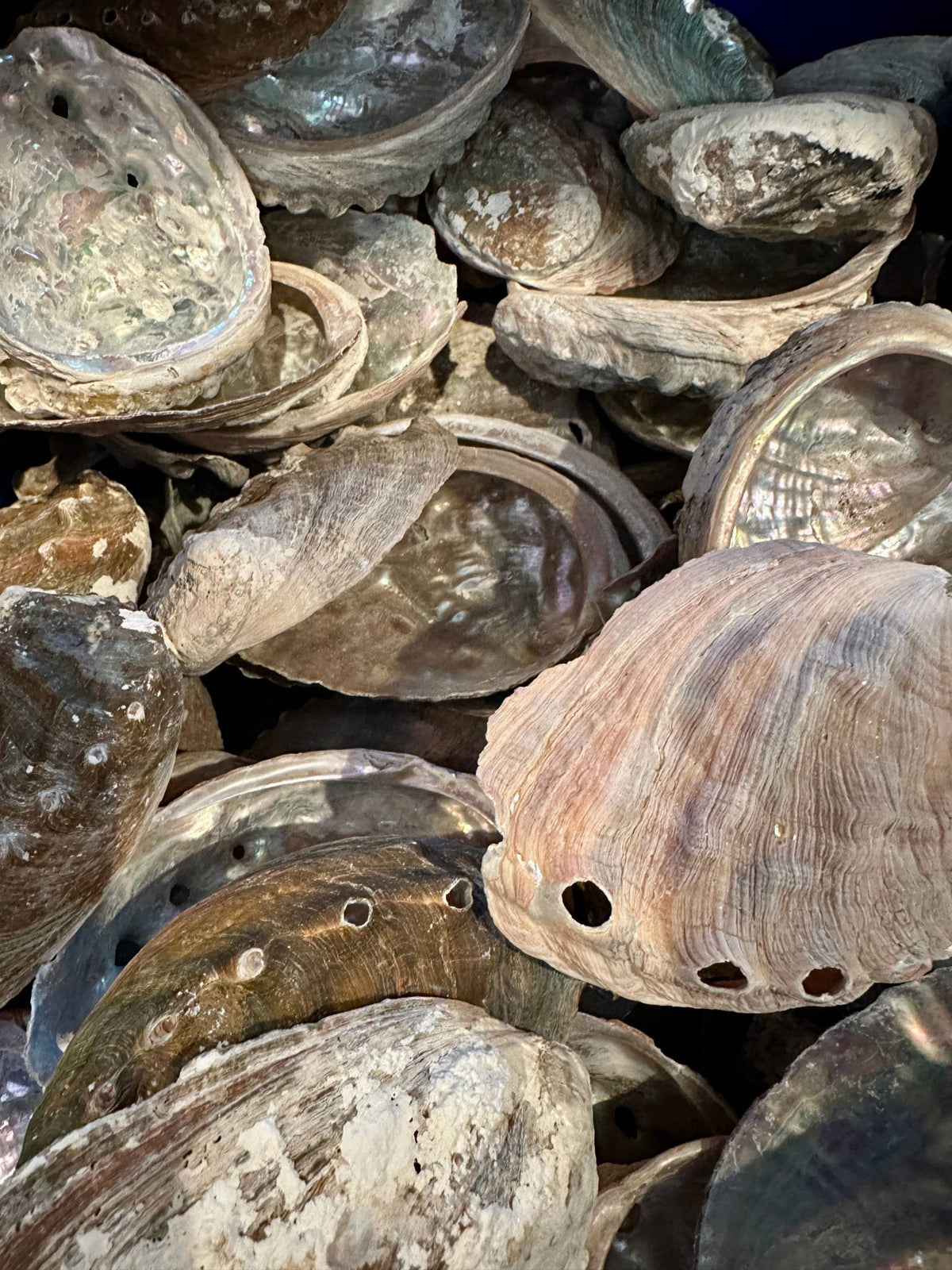 Bulk Raw Abalone Shells – Haliotis – Natural Craft Shells – Thorn & Thimble