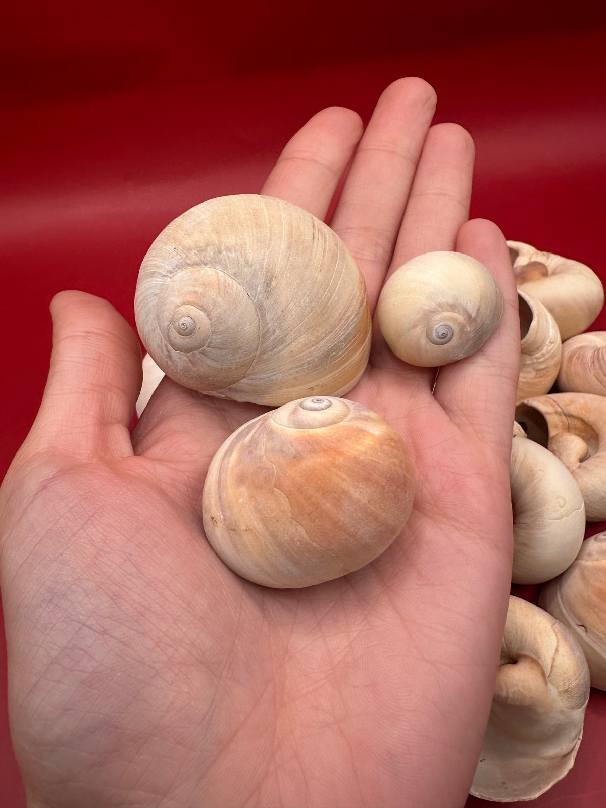 Beach Collected Whale's Eye Moon Snail Shells – Thorn & Thimble