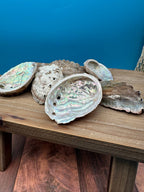 Bulk Raw Abalone Shells – Haliotis – Natural Craft Shells – Thorn & Thimble