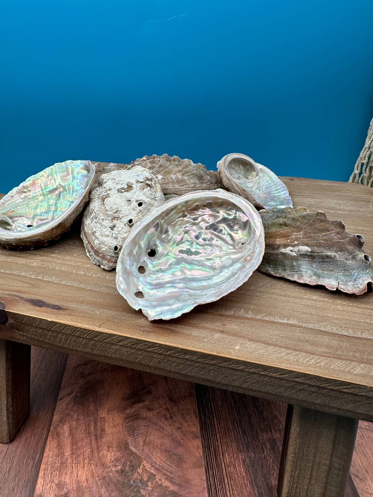 Bulk Raw Abalone Shells – Haliotis – Natural Craft Shells – Thorn & Thimble