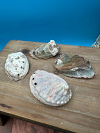 Bulk Raw Abalone Shells – Haliotis – Natural Craft Shells – Thorn & Thimble