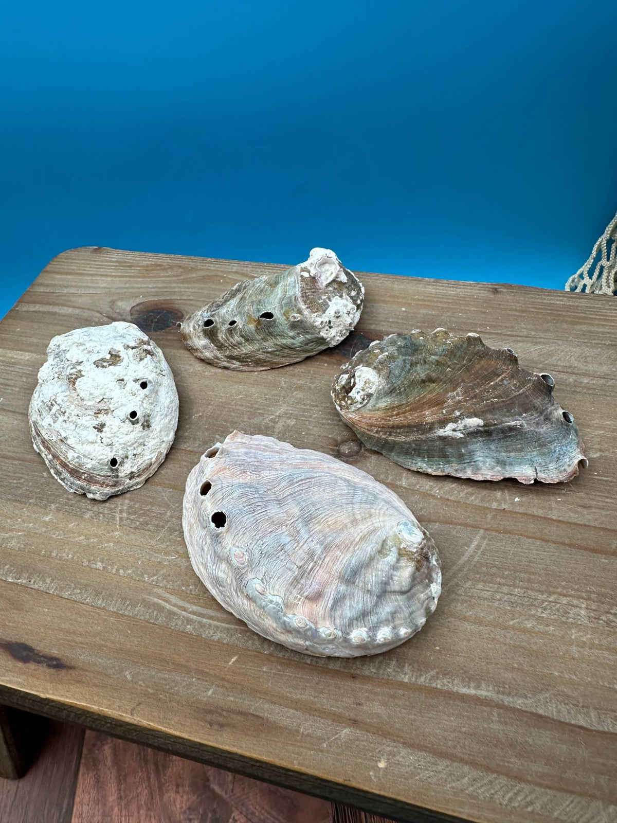 Bulk Raw Abalone Shells – Haliotis – Natural Craft Shells – Thorn & Thimble