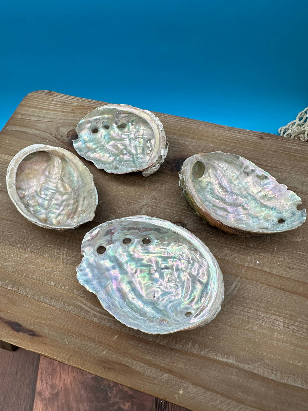 Bulk Raw Abalone Shells – Haliotis – Natural Craft Shells – Thorn & Thimble