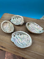 Bulk Raw Abalone Shells – Haliotis – Natural Craft Shells – Thorn & Thimble