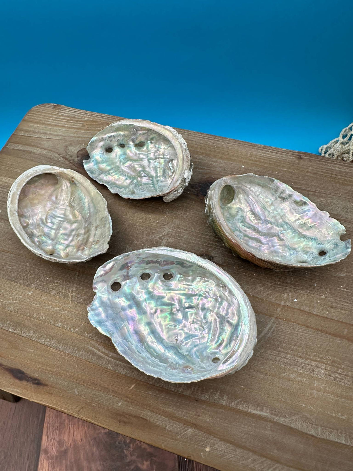 Bulk Raw Abalone Shells – Haliotis – Natural Craft Shells – Thorn & Thimble