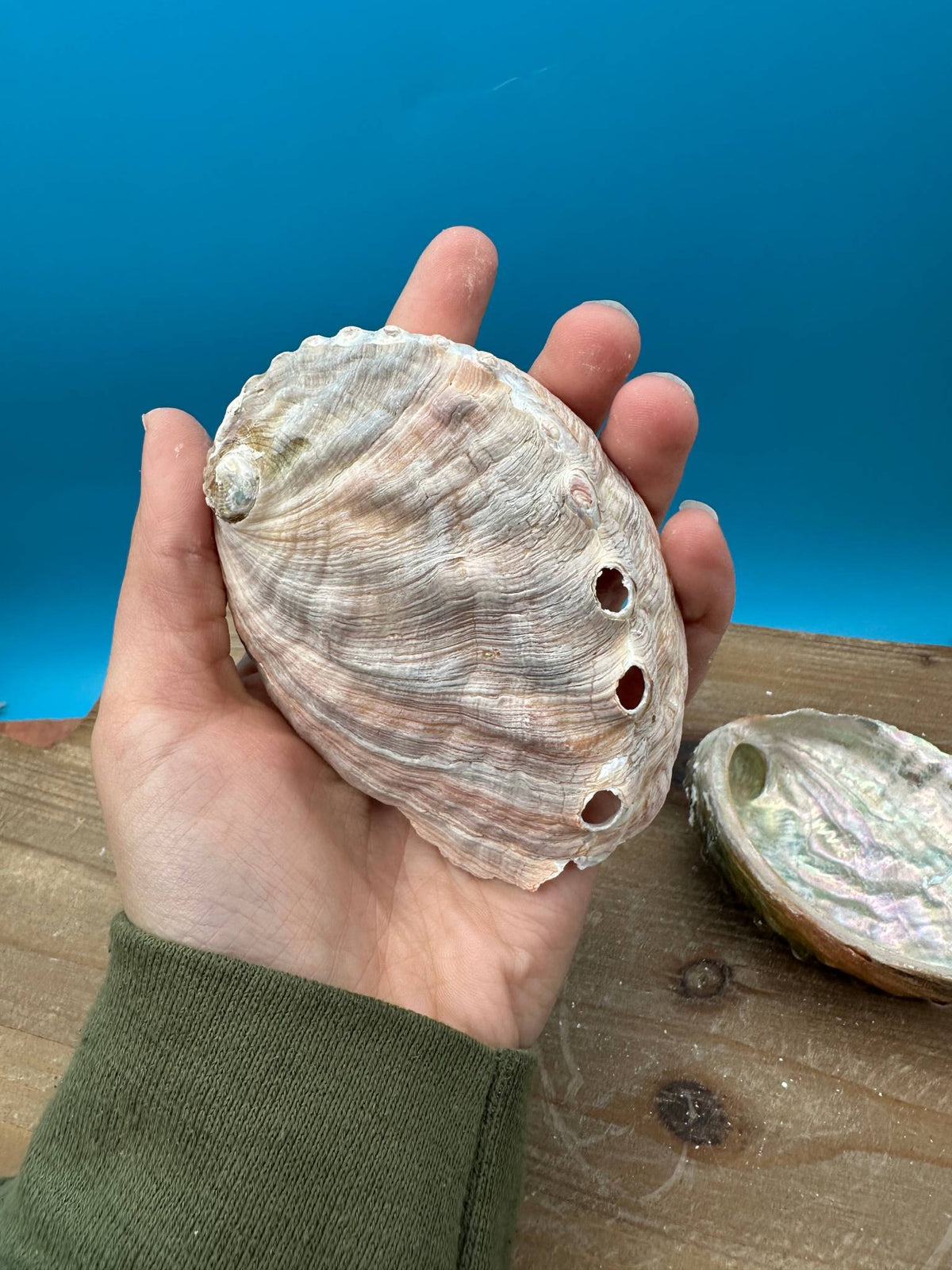 Bulk Raw Abalone Shells – Haliotis – Natural Craft Shells – Thorn & Thimble