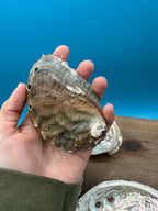 Bulk Raw Abalone Shells – Haliotis – Natural Craft Shells – Thorn & Thimble