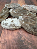 Bulk Raw Abalone Shells – Haliotis – Natural Craft Shells – Thorn & Thimble
