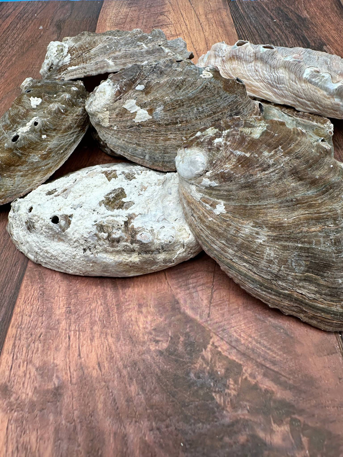 Bulk Raw Abalone Shells – Haliotis – Natural Craft Shells – Thorn & Thimble