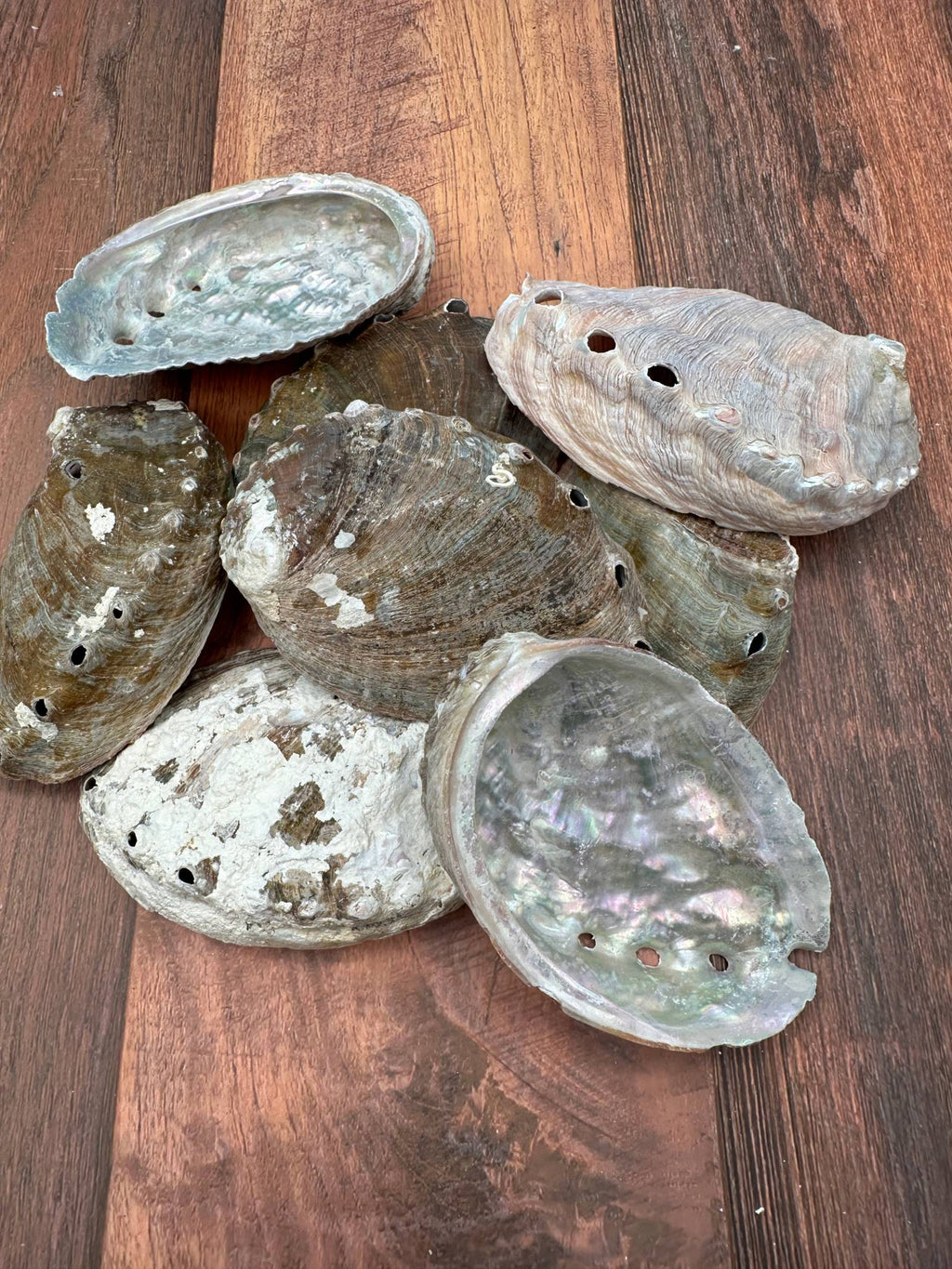 Bulk Raw Abalone Shells – Haliotis – Natural Craft Shells – Thorn & Thimble