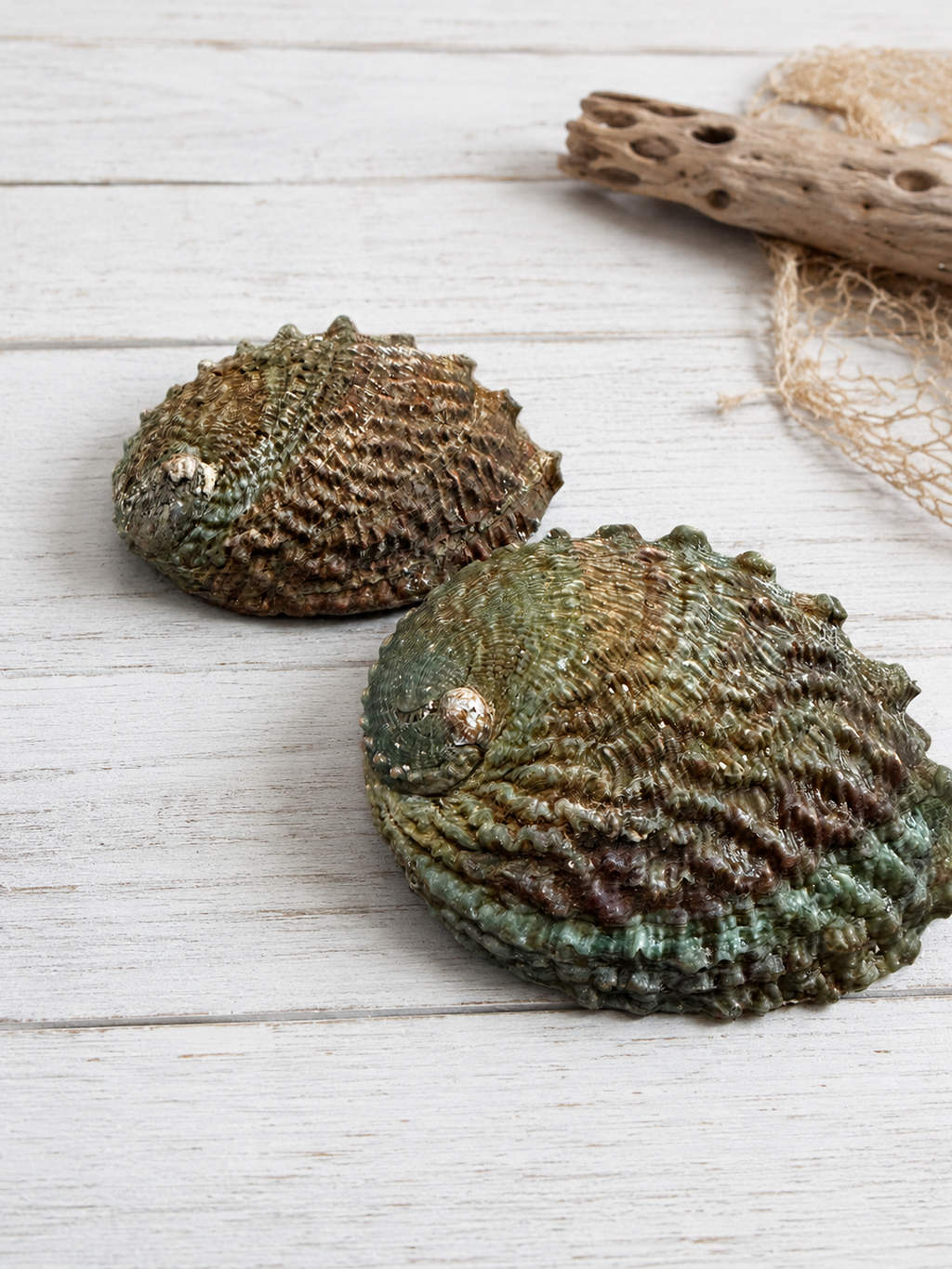 Pink Abalone Shell – Approx. 5" – Thorn & Thimble