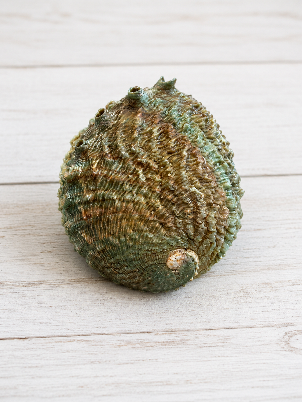 Pink Abalone Shell – Approx. 5" – Thorn & Thimble