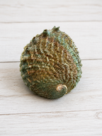 Pink Abalone Shell – Approx. 5" – Thorn & Thimble