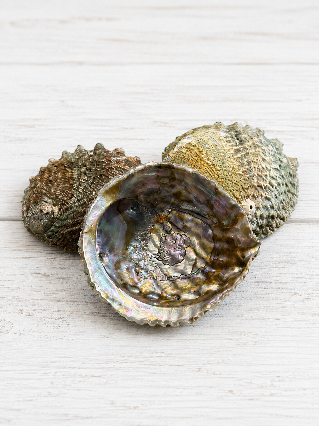 Pink Abalone Shell – Approx. 5" – Thorn & Thimble