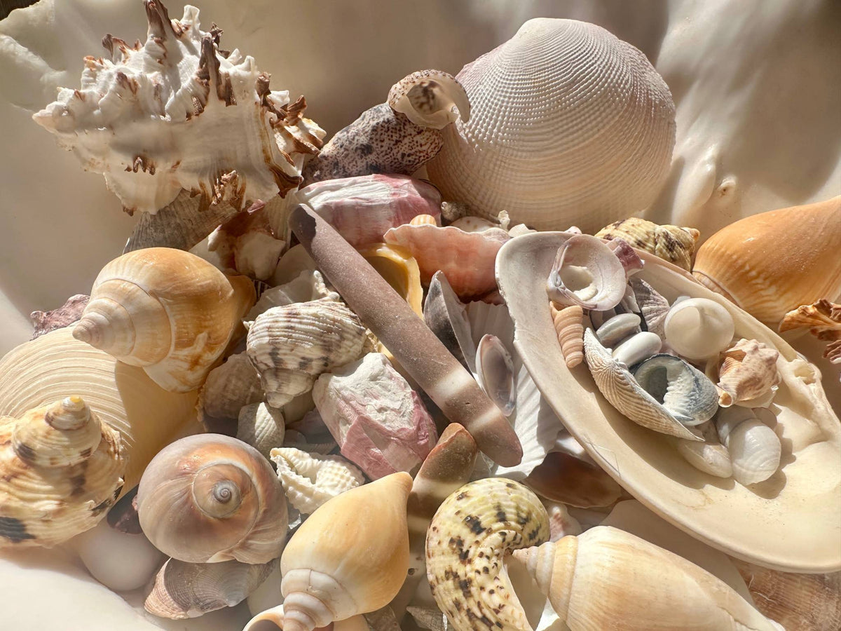 Natural Bulk Shell Mix- Assortment of Seashells – Thorn & Thimble