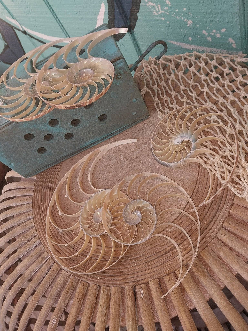 Center Sliced Tiger Nautilus Shells – Thorn & Thimble