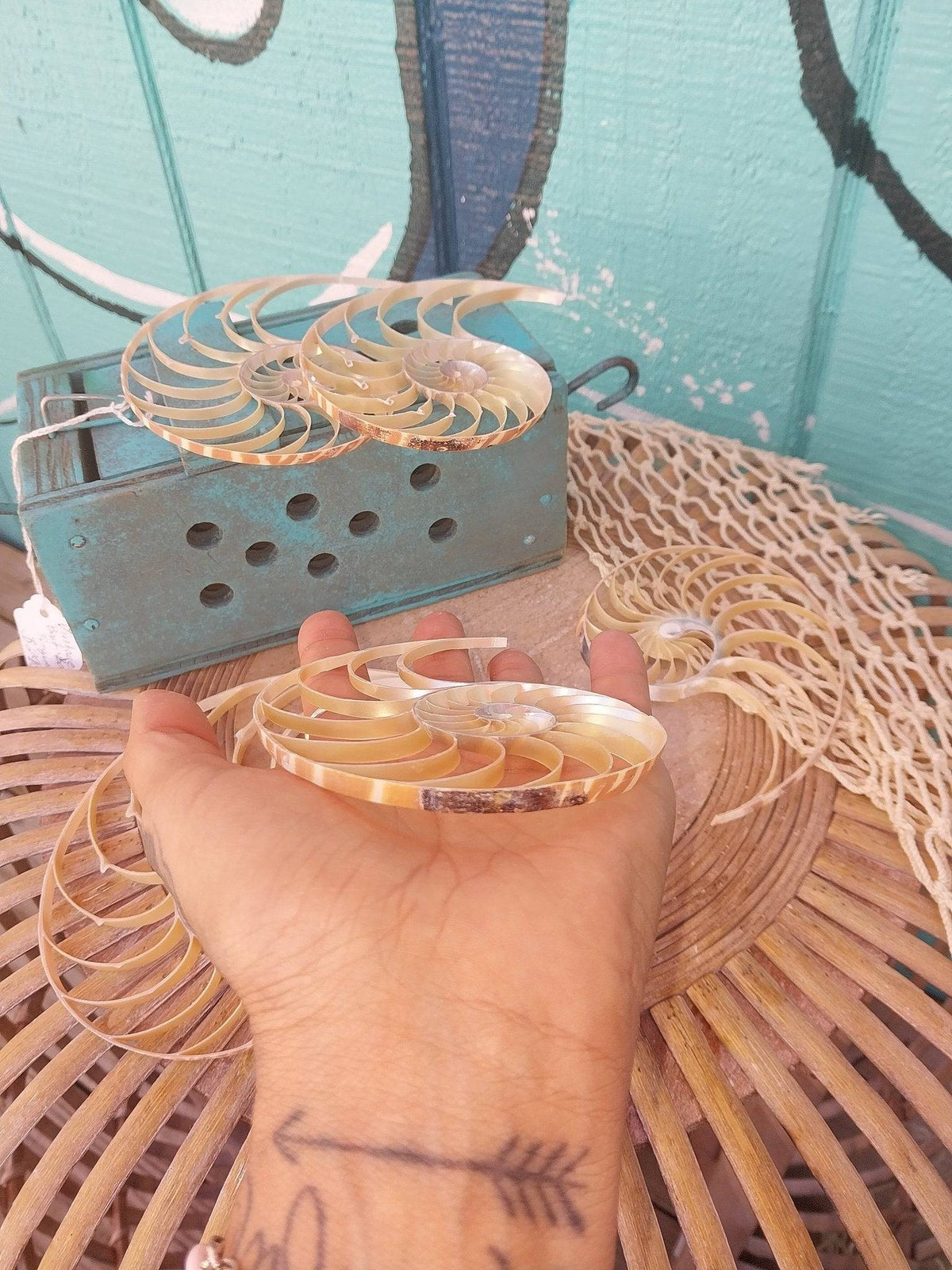 Center Sliced Tiger Nautilus Shells – Thorn & Thimble
