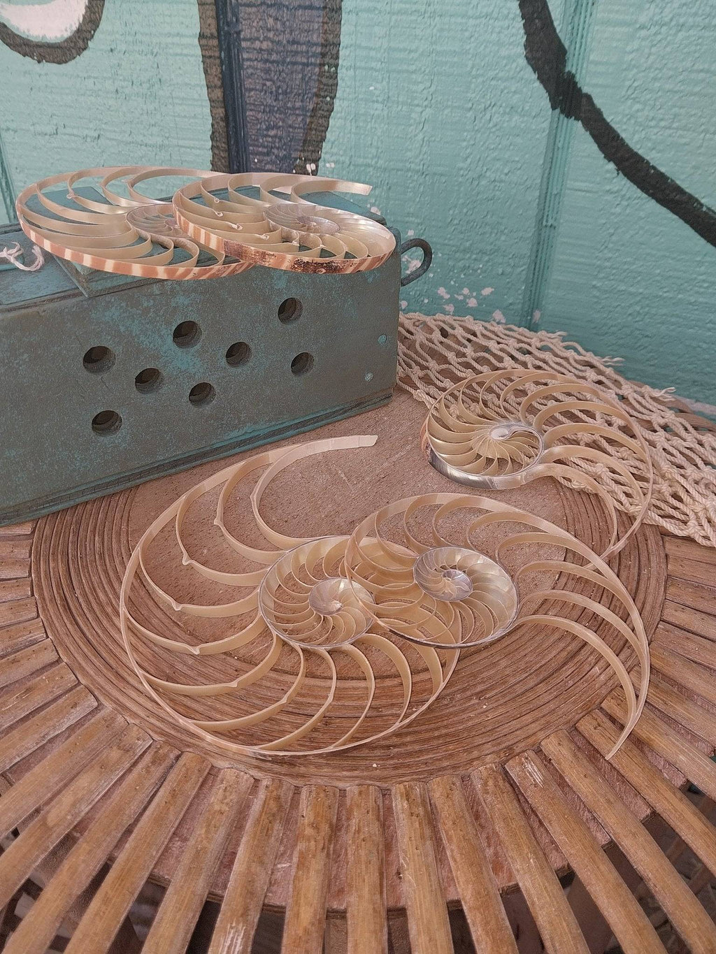Center Sliced Tiger Nautilus Shells – Thorn & Thimble