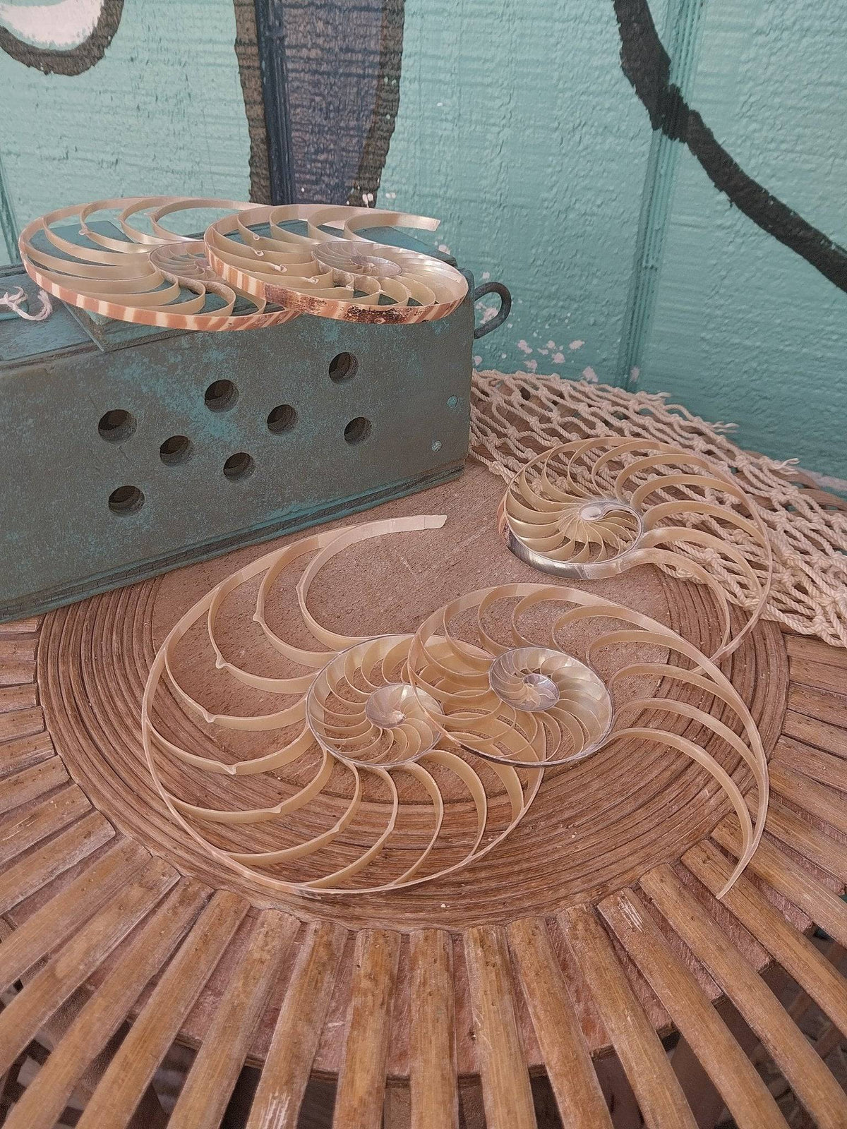 Center Sliced Tiger Nautilus Shells – Thorn & Thimble