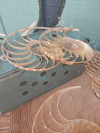 Center Sliced Tiger Nautilus Shells – Thorn & Thimble