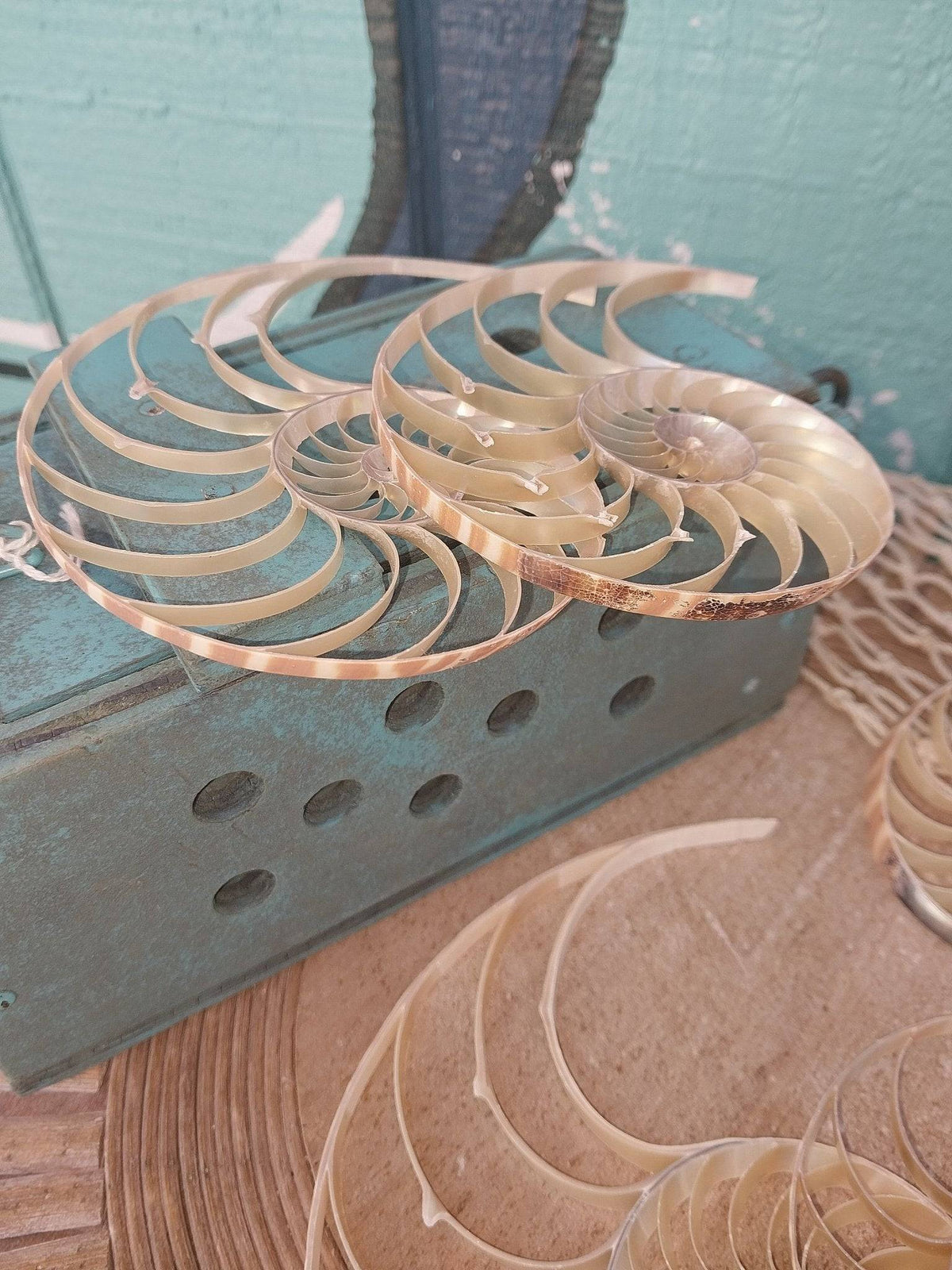 Center Sliced Tiger Nautilus Shells – Thorn & Thimble