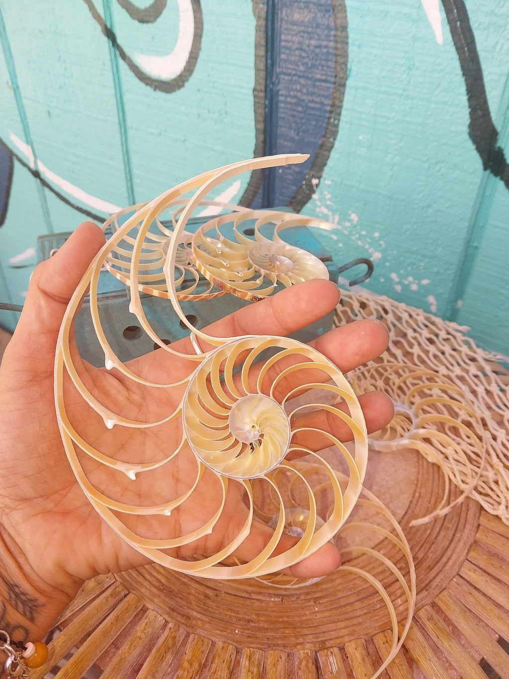 Center Sliced Tiger Nautilus Shells – Thorn & Thimble