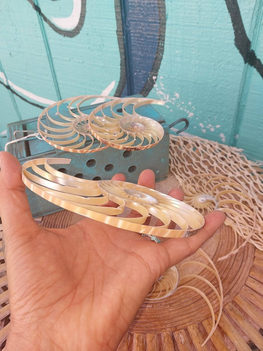 Center Sliced Tiger Nautilus Shells – Thorn & Thimble