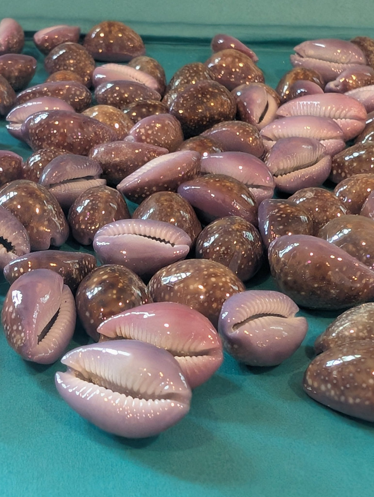 Porous Cowrie - Naria poraria – Thorn & Thimble