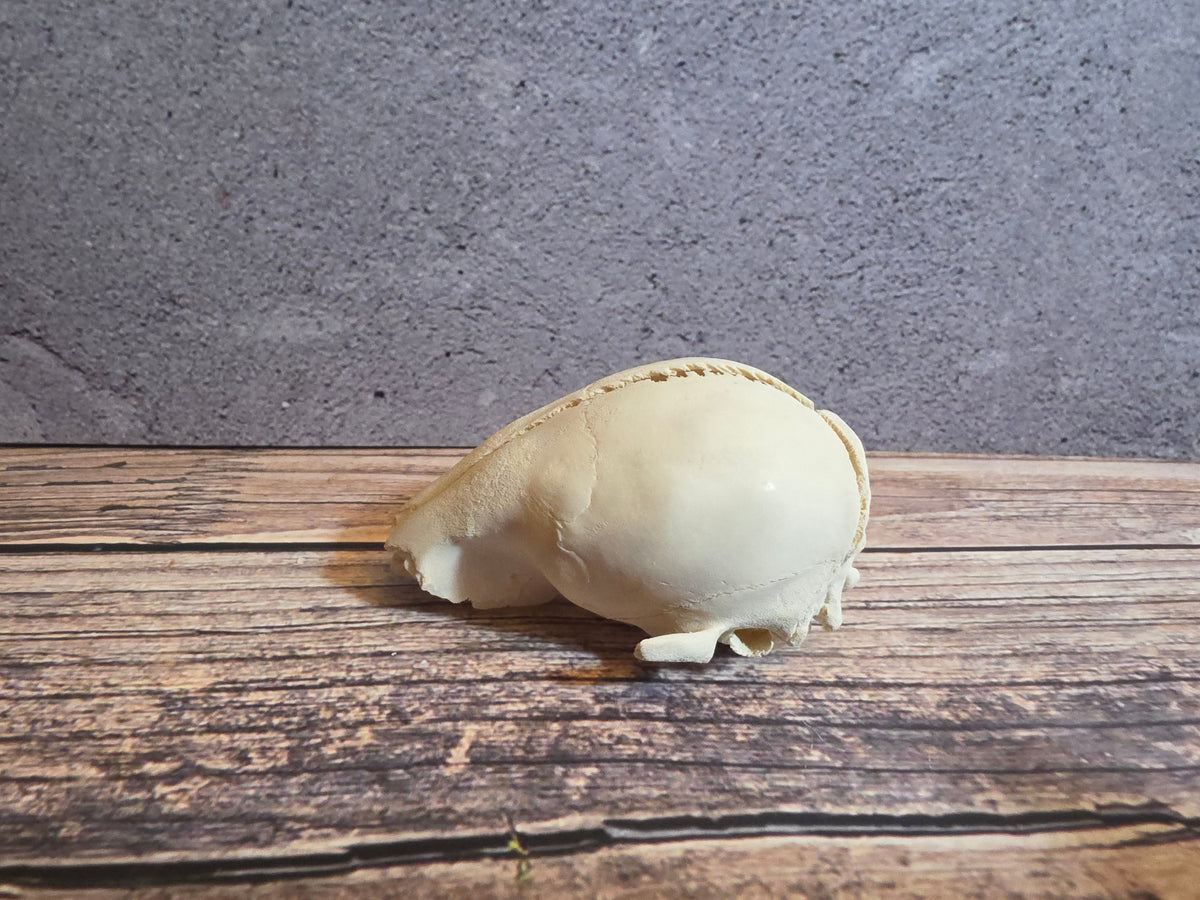 Partial Adolescent Raccoon Skull – Thorn & Thimble