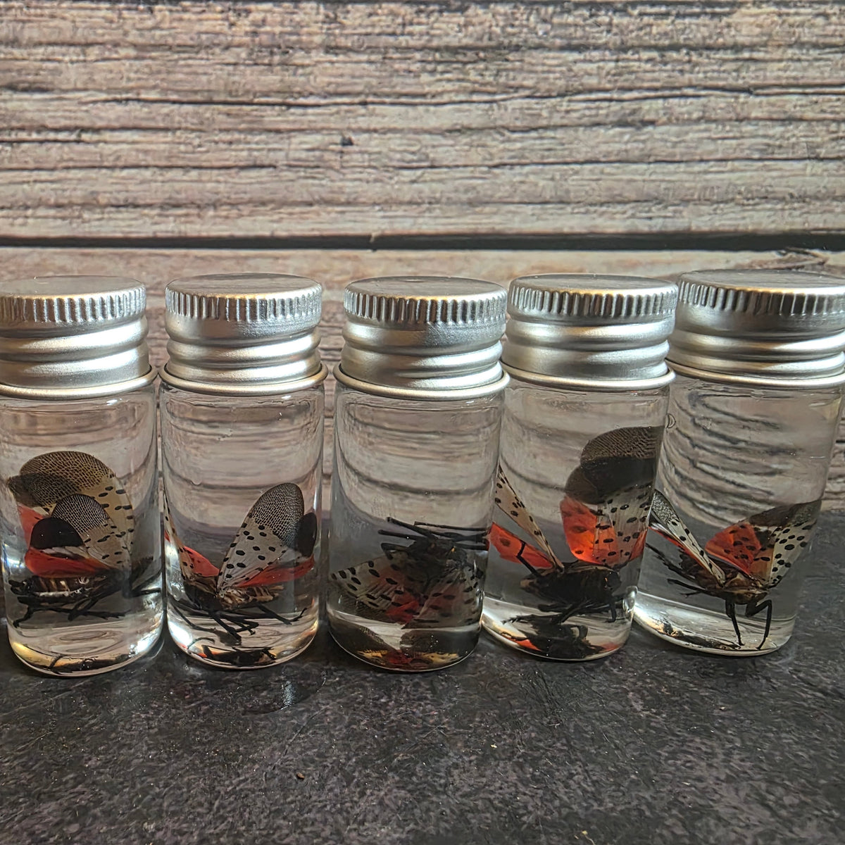 Spotted Lanternfly Wet Specimen Vial – Thorn & Thimble