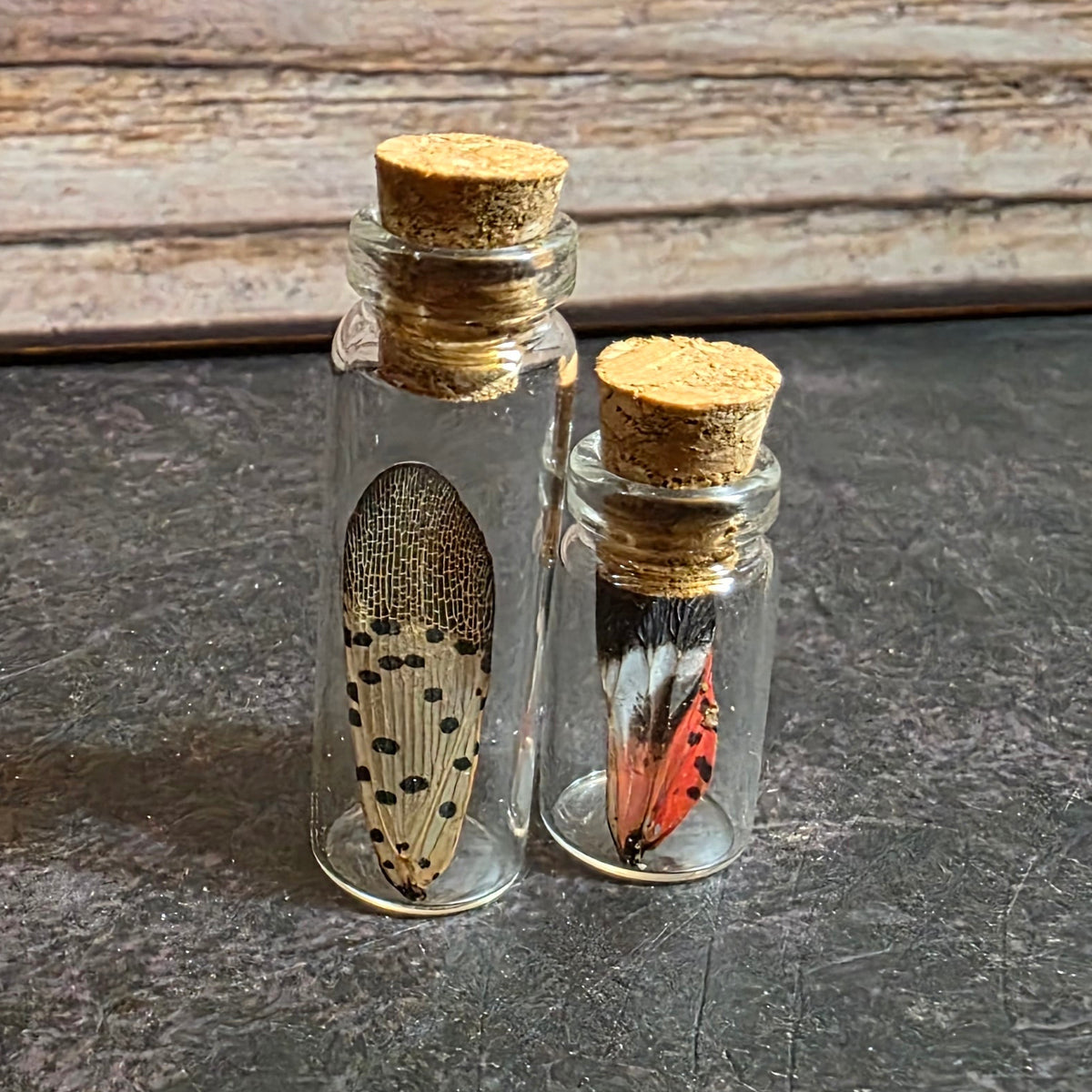 Spotted Lanternfly Wing Curio Vial Set – 2 Pieces – Thorn & Thimble