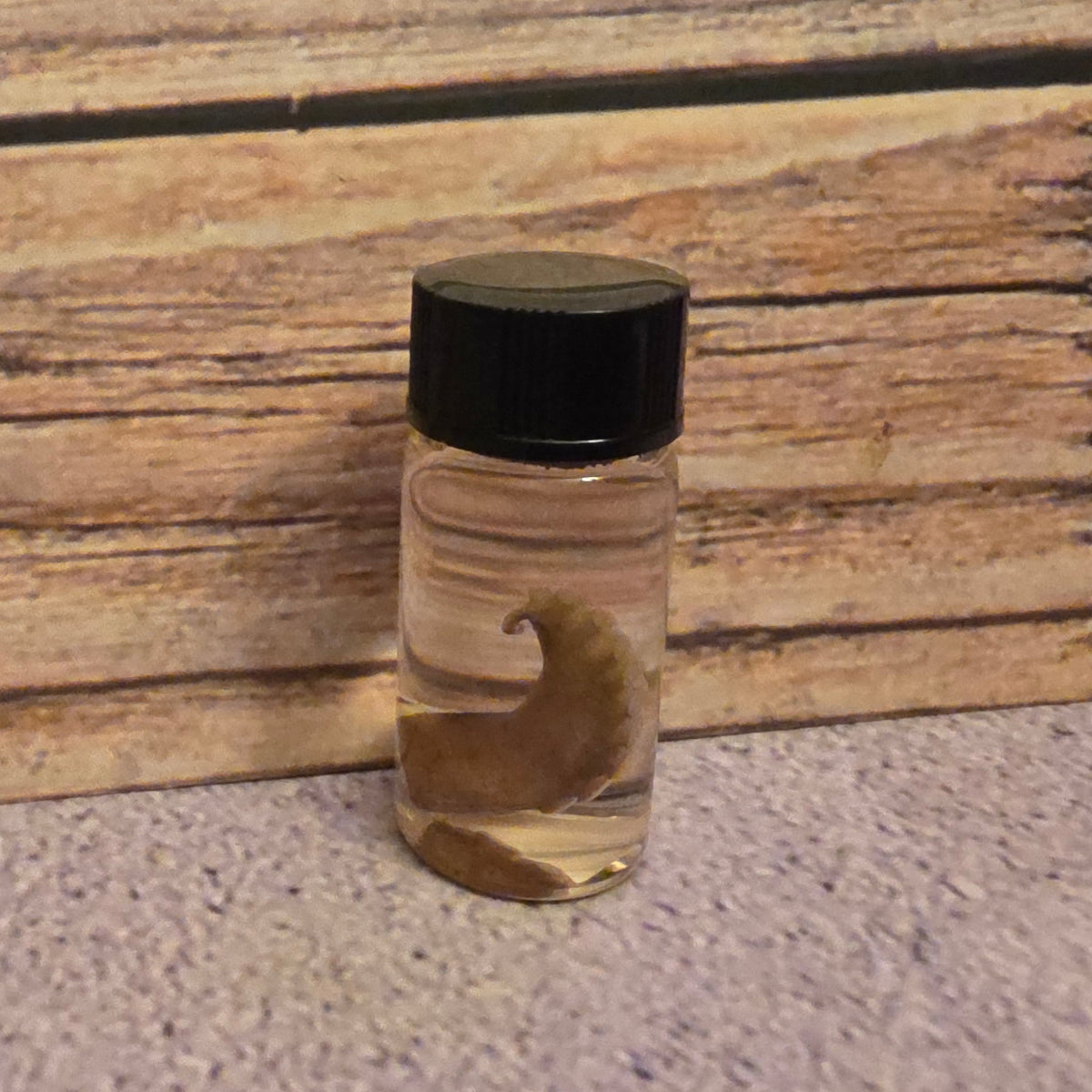 Tiny Octopus Tentacle Curio Vial – Thorn & Thimble
