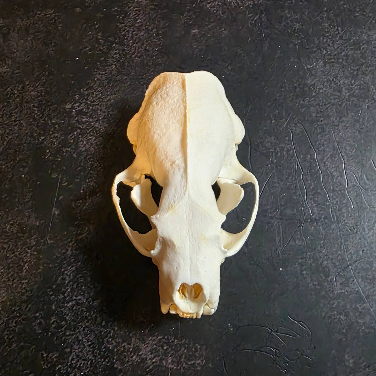 Mink Skull – 3 Inch – Thorn & Thimble