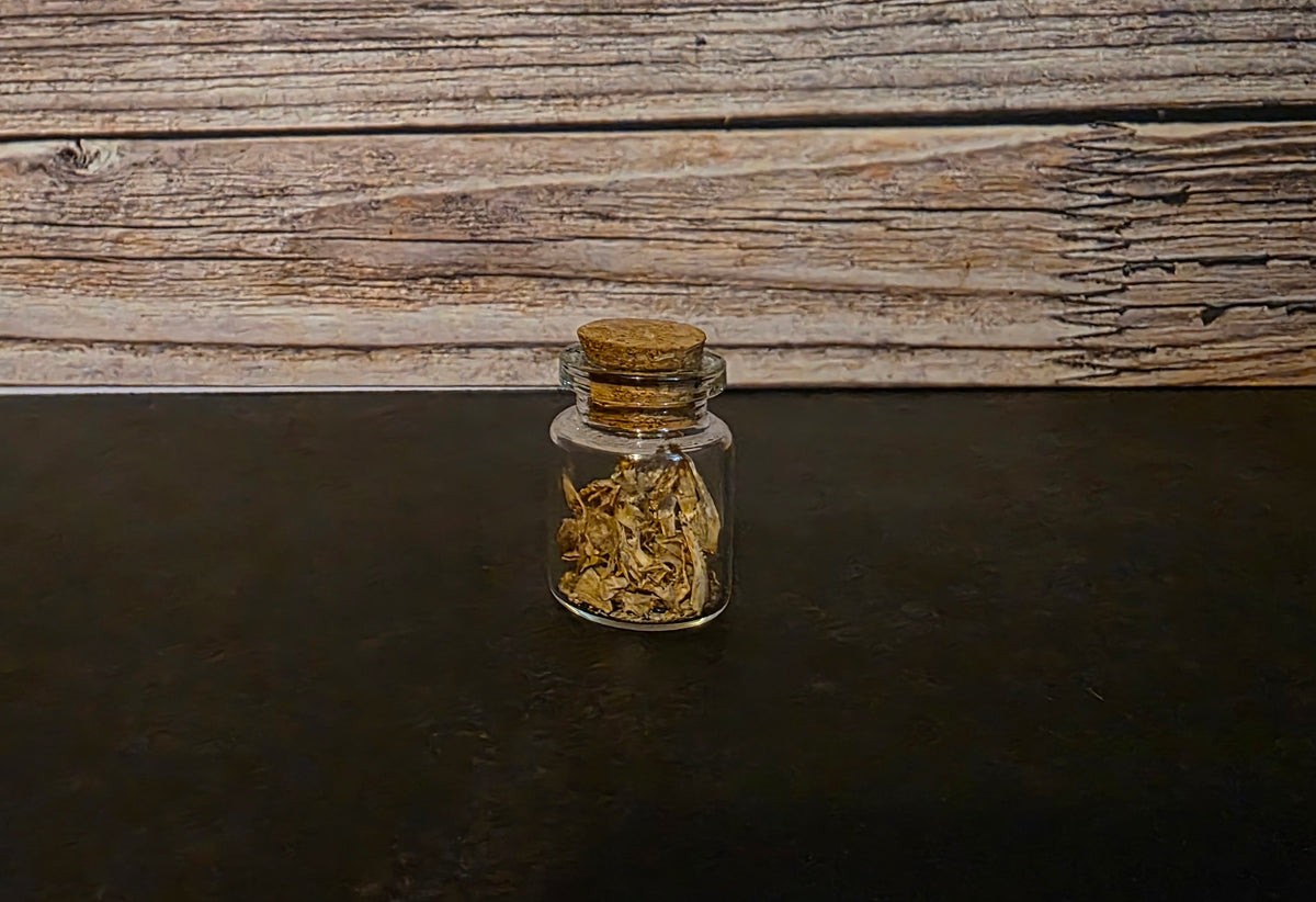 Juvenile Catfish Bones Curio Vial – Thorn & Thimble