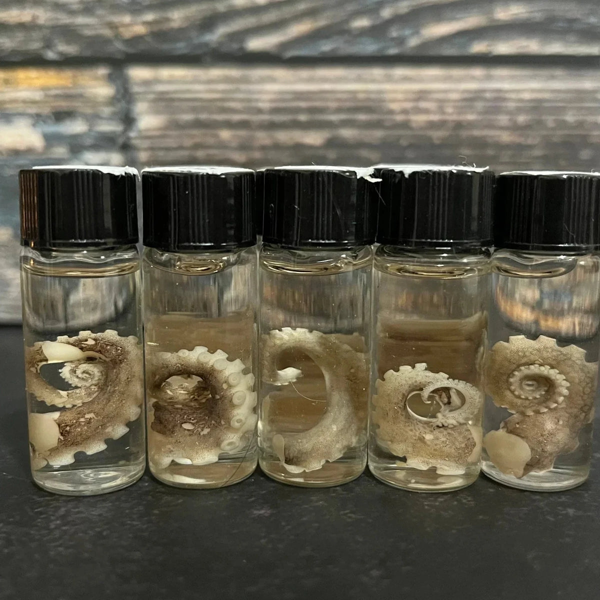 Tiny Octopus Tentacle Curio Vial – Thorn & Thimble