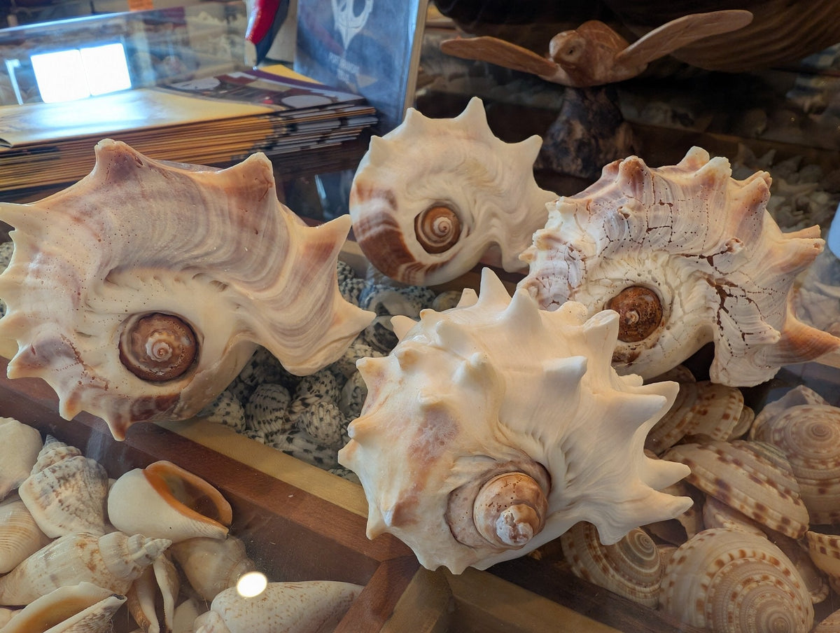West Indies Crown Conch Shell (Melongena melongena) – Thorn & Thimble